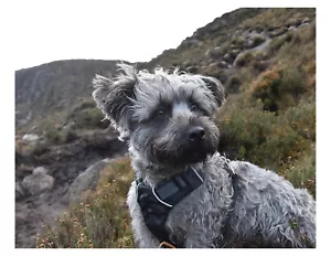 Blue Brindle Glen of Imaal Terrier Dog - Stampa fotografica 8x10 su 8,5" x 11" - Foto 1 di 1