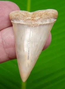 MAKO SHARK TOOTH - 1.90 in. -  Great White Shark Ancestor  - Picture 1 of 4