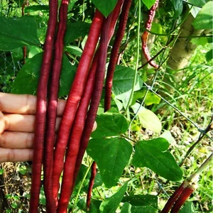 Yard Red Long Bean seeds Asian Chinese Noodle Bean Purple String asparagus Vigna - Picture 1 of 3