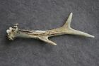 NATURALLY SHED ROE DEER ANTLER (HORN, CABIN, KNIFE, CARVING, ART, JEWELRY)