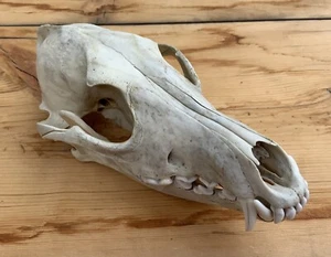 Coyote Skull Nature Cleaned Real Authentic Montana Coyote Skull - Picture 1 of 12