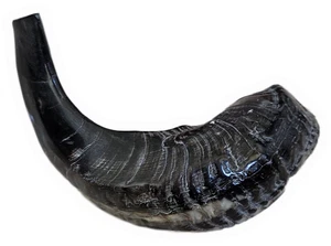 USED Shofar Kosher Ram's Horn in Black Beige Color From ISRAEL 10" For  Holidays - Picture 1 of 8