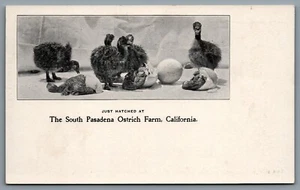 Postcard South Pasadena CA c1900s Ostrich Farm Hatched Chicks Embossed - Picture 1 of 2