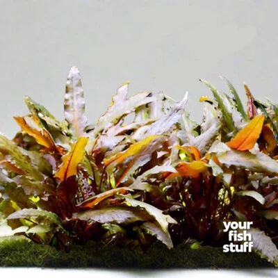 Cryptocoryne wendtii 'Brown Indo'  Live Aquarium Plant BUY 1 GET 1 at 50% Off - Image 1 of 4