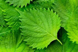 300 GREEN SHISO aka PERILLA Frutescens Ornamental Herb Seeds Green & Purple - Picture 1 of 9