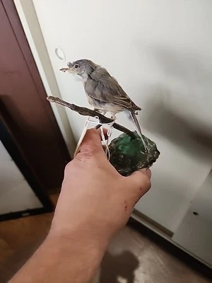 Curruca subalpina J209  Foto 1 de 4