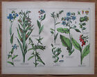 ca. 1890 PENTANDRIA alter Druck Antique Print Botanik Pflanzen Flowers Litho