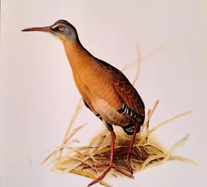 Placa de impresión de arte de libro vintage J F Lansdowne Birds Virginia Rail 18 - Imagen 1 de 3
