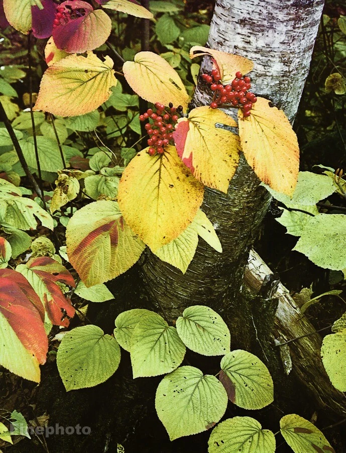 Arte fotográfico vintage de Eliot Porter 1962 hojas de otoño bayas naturaleza 12x16 Foto 1 de 1