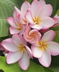 frangipani cutting : Hawaian Pink: $30 For 1 Cutting : Free Postage InAustralia - Photo 1 sur 1
