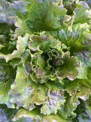 Lot De 200 Graines De Laitue Batavia Sierra Semence Graines Seed Salade