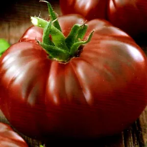 Tomatensamen BLACK KRIM Fleischtomaten russische alte Sorten samenfest Nr.16 - Bild 1 von 1