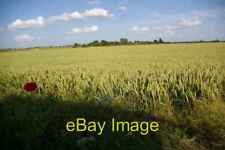 Photo 6x4 Poppy in wheatfield Broad Hill/TL5976  c2007