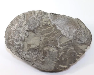 Krebs, Meyeria Mecochirus rapax, Kreide, Valangin, Sachsenhagen,Deutschland-f486 - Picture 1 of 4