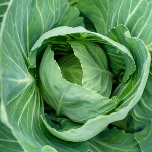 1/4 Lb Vates Collard Seeds - Everwilde Farms Mylar Seed Packet - Picture 1 of 2