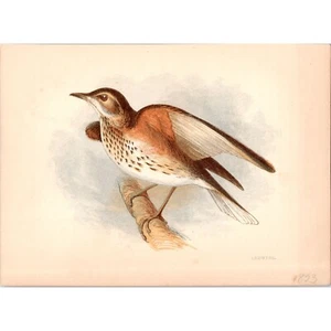 REDWING ~ Original antiker Chromolithographie Vogeldruck von 1853 ~ London - Bild 1 von 1