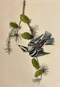 Audubon Black and White Creeping Warbler Pl 114 Birds Of America 1st Ed Octavo - Picture 1 of 3