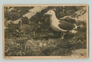 POSTCARD Blackbacked gull and nest lithoprint - Picture 1 of 2