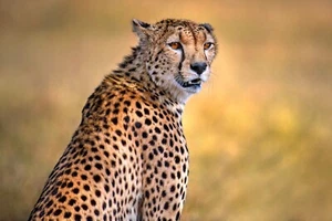 Carta da parati fotografica tessuto leopardato (6430s) animale gatto selvatico Panthera tigre leone XXL - Foto 1 di 3