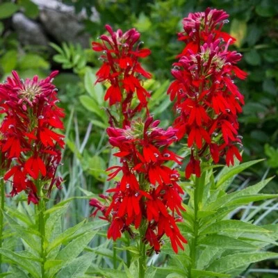 100 Cardinal Flower Seeds / Lobelia Cardinalis / Hummingbird/ Red Flowers - Image 1 of 3