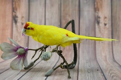 Montaje de pájaro real Beauty Domestic Yellow Loro Foto 1 de 4