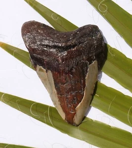Hai Zahn Fossil 188 g Hai 11,5 x 8,0 cm Megalodon HZ145 teeth tooth Haizahn - Bild 1 von 2