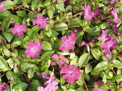 50x Vinca Minor  Pflanzen Bodendecker  ,Winterhart ,Robust .Bio.Zufalmix. - Bild 1 von 4