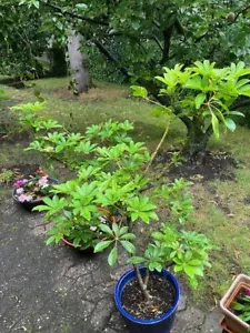 ficus - Bild 1 von 2
