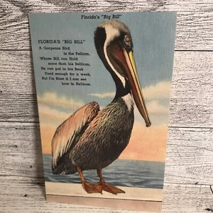 Floridas Bill Bil Pelican Tropic Post Card Vintage Ephemera Memorabilia Souvenir - Bild 1 von 5
