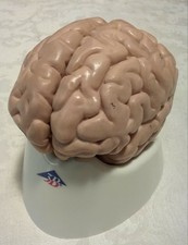  Used 3B Scientific Classic Human Brain Model , 5 part Anatomical Model Anatomy