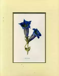 Hulme, Edward F GENTIANELLA: MOUNTED PRINT FROM FAMILIAR GARDEN FLOWERS 1885 Pap - Picture 1 of 1