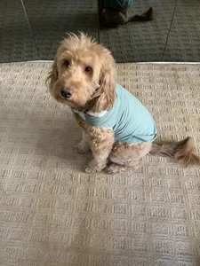 Dog Coat/Jacket Clothes Winter Apparel Clothing Perfect For Puppy - Picture 1 of 7