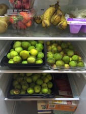 Fig Cuttings Variety 5 Healthy Cuttings San Antonio Texas