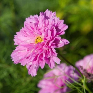 80+ COSMOS PINK ROSE BonBon Double Bipinnatus, Easy Fast Annual Flower Seeds - Picture 1 of 2