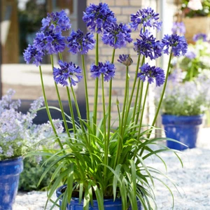 3 Agapanthus Blue Agapanthus'Tom Thumb roots plants hardy perennial flower plant - Picture 1 of 2