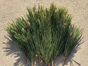 15 OZ Fresh Organic Nature Pine Tree Needle Tea Loose Leaf leaves - Picture 1 of 6