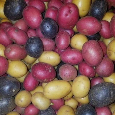 Potato Lover's Purple / Gold Potato Tubers/Bulbs | Super Fresh Harvest on 2025 - Image 1 of 2