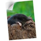 1 x Vinyl Sticker A1 - Black Mole Wildlife Animal #44321