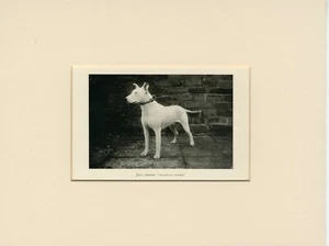 BULL TERRIER ORIGINAL ANTIQUE 1905 DOG PRINT MOUNTED READY TO FRAME - Picture 1 of 1