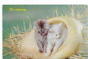 Vintage Kitties Kitten in straw hat postcard 1960s unposted - Picture 1 of 2