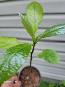 Hass avocado tree 6-12 nches tall - Picture 1 of 4