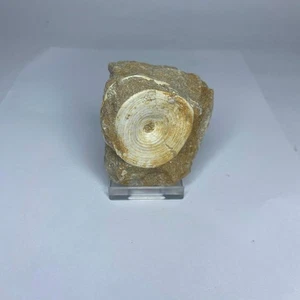 Otodus Shark Vertebra Large Cretaceous Shark Fossil 70mm Morocco Genuine Fossil - Picture 1 of 4