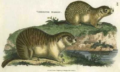 1801 Antique Lithograph Print Hand Colour Plate VARIEGATED MARMOT - Image 1 of 4