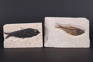 Diplomystus & Knightia Fossil Fish Fossil Lake Green River Fm Wyoming COA 11659 - Picture 1 of 4