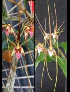 OoN Dendrobium tetragonum v.Giganteum OX species orchid (5978/W11866)80mmP - Picture 1 of 8