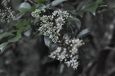 [Testé !/Presque comme neuf-] Objectif Nikon Nikkor-H Auto 85 mm f/1,8 non... - Photo 1/4