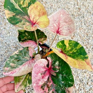Caladium Choklamsam 1 Bulbo Oreja de Elefante Corazón de Jesús Ángel Alas Tailandia - Imagen 1 de 6