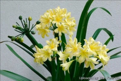 Yellow Clivia Bush Lily plant. 4 yrs old - Image 1 of 4