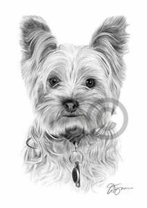 YORKSHIRE TERRIER Arte Impresión Estampado A4/A3 Lápiz Dibujo Obras de Arte Yorkie Perro - Imagen 1 de 1