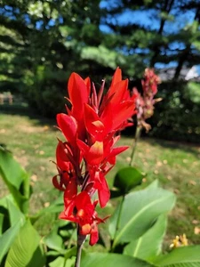 200 Canna Lily Heirloom Tall Red seeds Red Flwr/Green Leave 6-10Ft Free Shipping - Picture 1 of 6
